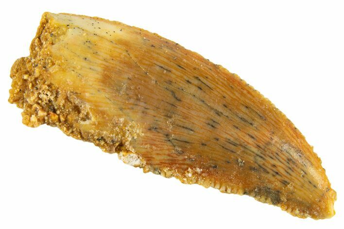Serrated Raptor Tooth - Real Dinosaur Tooth #332448